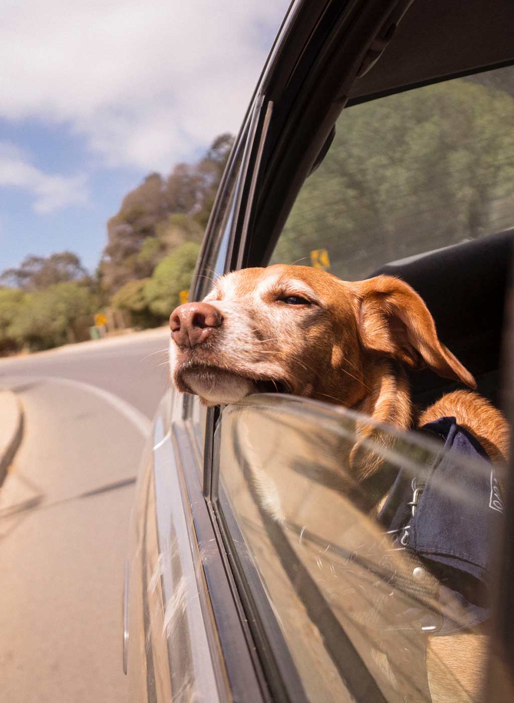 Hund im Auto auf der Reise