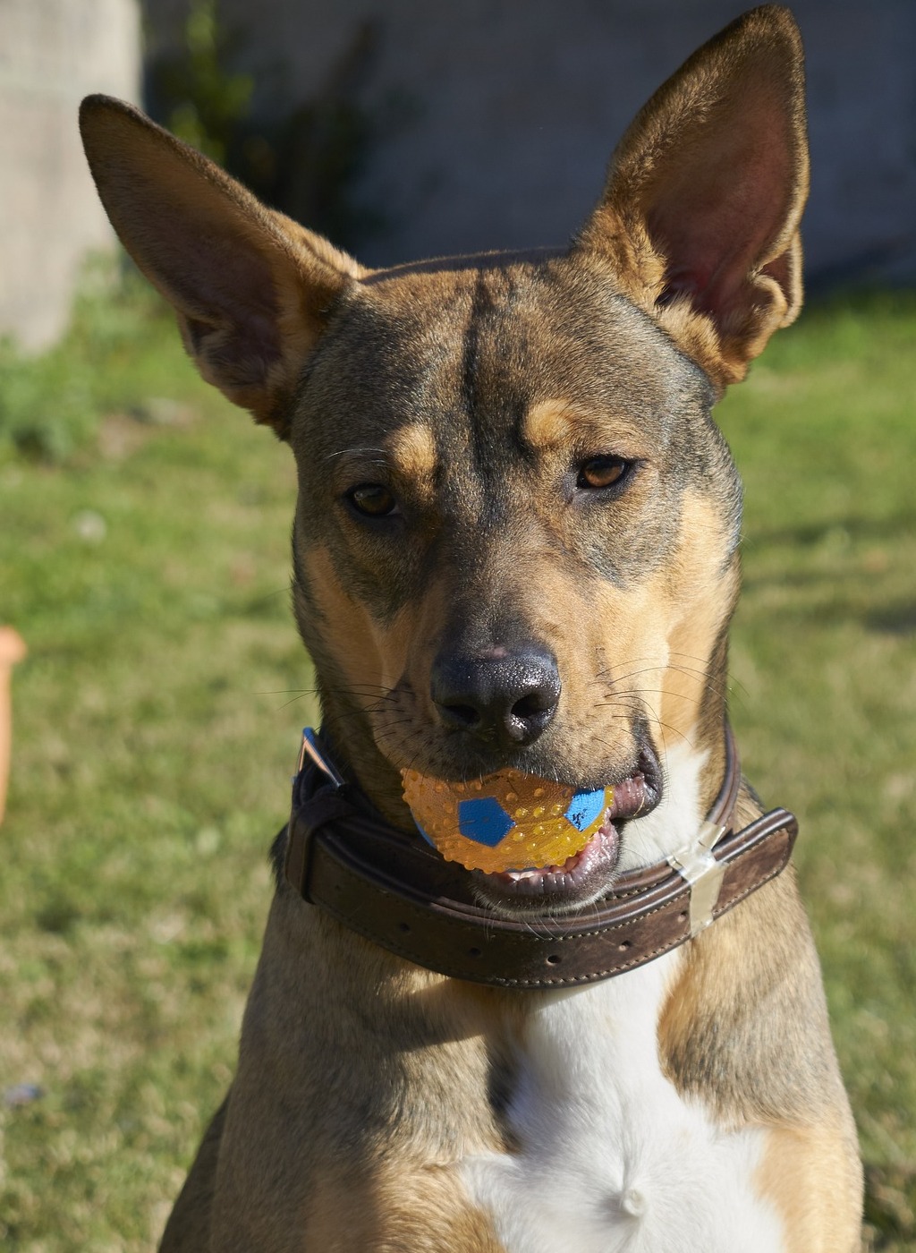 Hund mit buntem Spielball