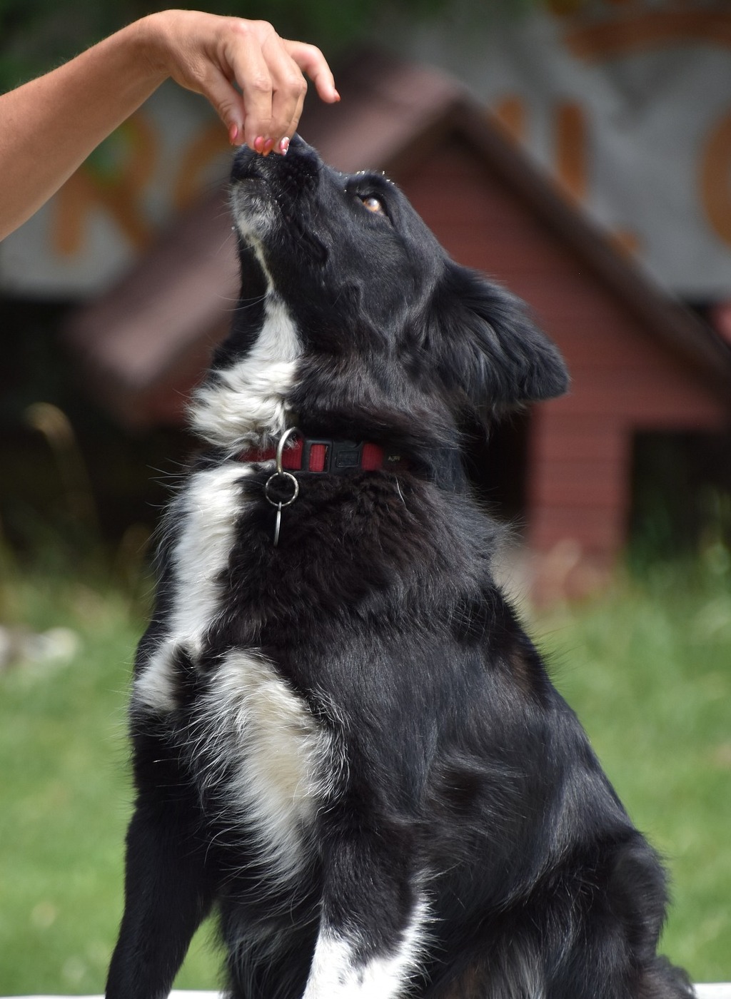 Hund beim Training